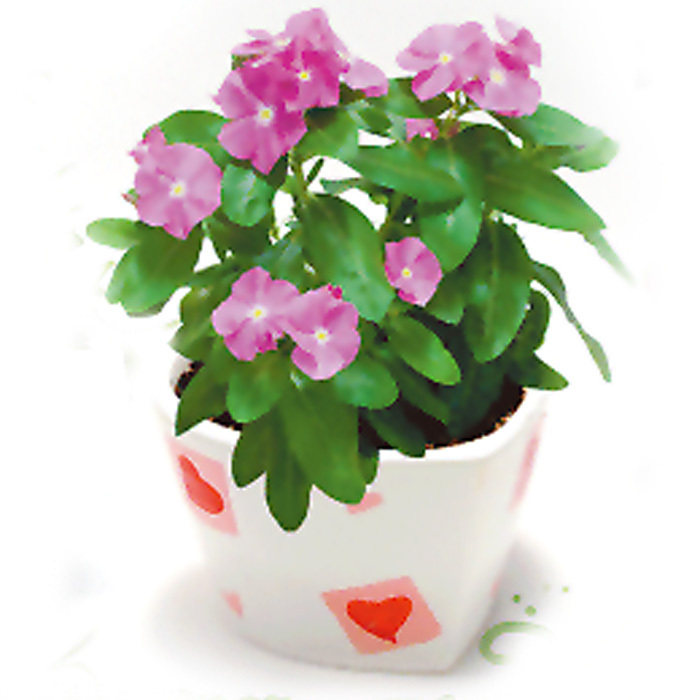牵牛花