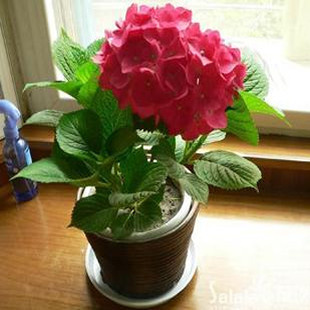 花卉%-盆栽花卉**八仙绣球 ** 红花 3年苗