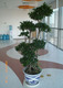 泰国榕室内观赏植物绿植花卉鲜花盆栽盆景