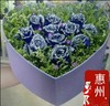 惠州鲜花圣诞节礼盒鲜花，11朵蓝色妖姬淡水，博罗花店蓝玫瑰