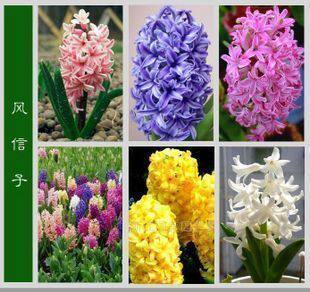 秒杀2011年荷兰进口 风信子种球 6色可选 土种 水培都行 现货
