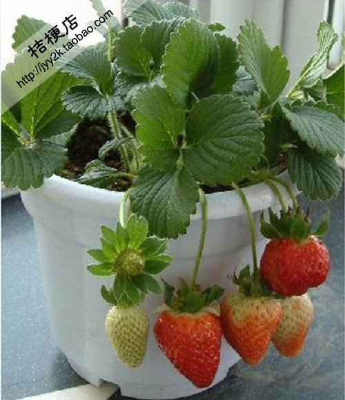 盆栽草莓种子 可四季播种 容易种植 每年可采收 食用美味可口