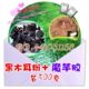 黑木耳粉魔芋胶迅速排毒消除便秘恢复肌肤自然光泽无糖健康食品