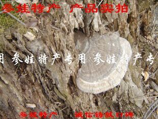  野生平盖灵芝 树舌灵芝 青芝 抗癌保肝 8元/500克