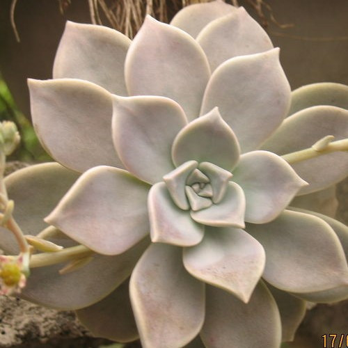 成楼!放在家里,吉祥如意,财源广进哦,*艾草*去痱