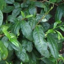 纯天然茶树纯露/抗菌/消炎/去痘/抑制粉刺/保湿/控油/500毫升