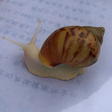 食用蜗牛 宠物蜗牛 活体蜗牛 白玉蜗牛 2.5元/个 （教学适用）