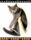 异国猫猫 CFA英国短毛猫