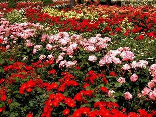 卉》金娃娃萱草*盆栽花卉 花期半年 易栽<em>好养</em>的