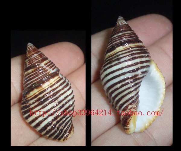 Conch shells 3.2 CM Snail)gift Collection specimenin the Home accessories , Creative Jewelry , Conch/Shell/Coral category - from Buy2taobao.com to provide professional Taobao agent buy service