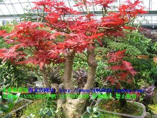 水果之王 庭院 盆栽爬藤果树\/苗 猕猴桃苗木 徐