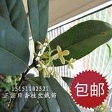 批发桂花树苗*正宗日香桂盆栽苗*正是花期4年苗/带土球  全国包邮