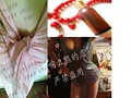 中药丰胸精油 美乳丰乳丰胸产品 胸部乳房按摩强效增大提升30ml