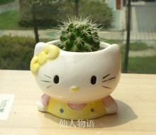 送花盆//防辐射仙人球盆栽/仙人掌盆栽/防辐射植物金琥