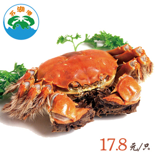  【满10送2】 正宗 阳澄湖大闸蟹 团购 现货 公蟹3.0-3.2两