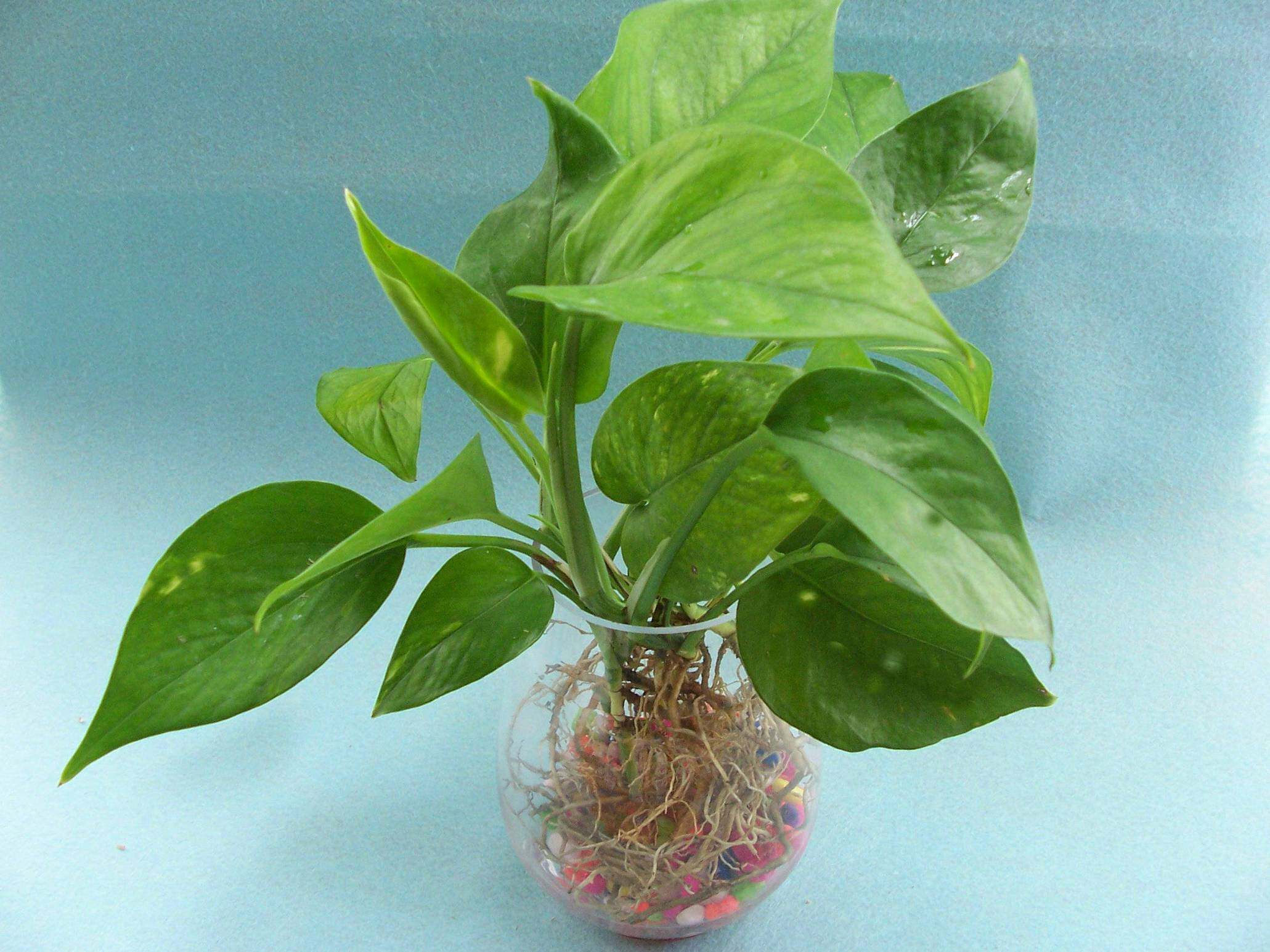 特价水培植物 水培绿萝 净化空气能手 吸收甲醛的花叶绿萝1元/株