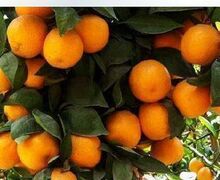 热销中 桔子苗贡品【贡橘苗】3年 办公植物 金橘 小贡橘