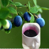 无糖野生蓝莓汁蓝莓，果汁浓缩原汁含花青素，4斤135元