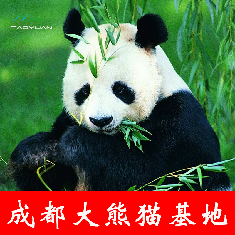 成都熊猫基地门票 大熊猫繁育研究基地 大熊猫基地 熊猫基地门票在类目 景点门票/实景演出/主题乐园, 国内票务中 - 来自Buy2taobao.com提供专业的淘宝代购服务