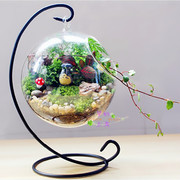 苔藓微景观生态瓶，创意悬挂水培玻璃，吊瓶花瓶铁架多肉圆球玻璃瓶