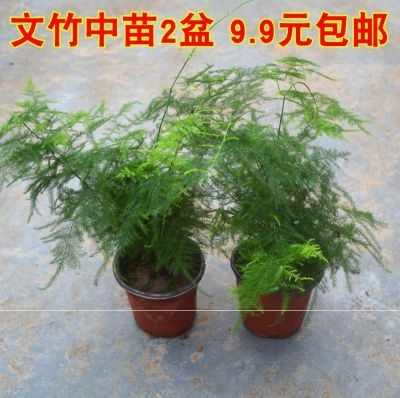 文竹苗籽自己种的小植物，盆景造型创意景观，小苗栽植绿植办公桌布置