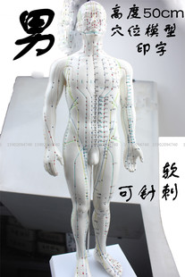 清晰人体穴位模型白色硅胶，中医学按摩全身经络，通针灸教学小人模型