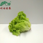 新鲜青菜 蔬菜绿罗莎 绿叶生菜 罗沙绿生菜 西餐配料蔬菜沙拉500g