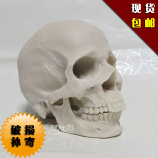 1 2树脂骷髅头人头骨静物绘画艺用人体肌肉骨骼解剖头骨模型 