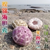 天然海螺贝壳绿海胆壳空凤海胆花盆多肉花盆创意灯罩外壳装饰摆件