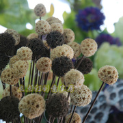 麦陀罗/装饰花仿真假花仿真花装饰落地干花花束真花客厅假花