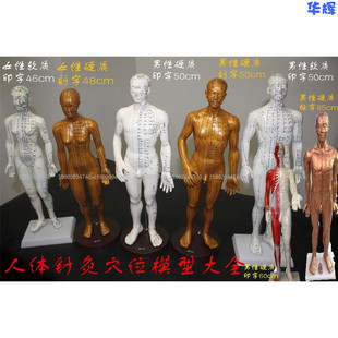 医用针灸人体模型小人拔罐穴位模型经络通硅胶模型软硬男女镀纯铜