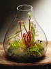 食虫植物造景微景观水陆缸造景 生态瓶造景