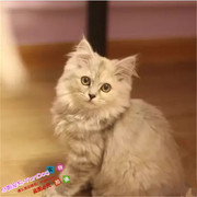 纯种金吉拉长毛宠物幼猫咪活体白色折耳可爱个人猫舍繁殖小猫g