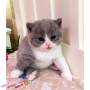 上海老店出售纯种英国短毛猫英短蓝白纯种宠物猫活体幼猫可上门o