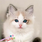 布偶幼猫纯种猫活体布偶猫蓝眼睛双血统宠物小猫宠物布偶猫咪g