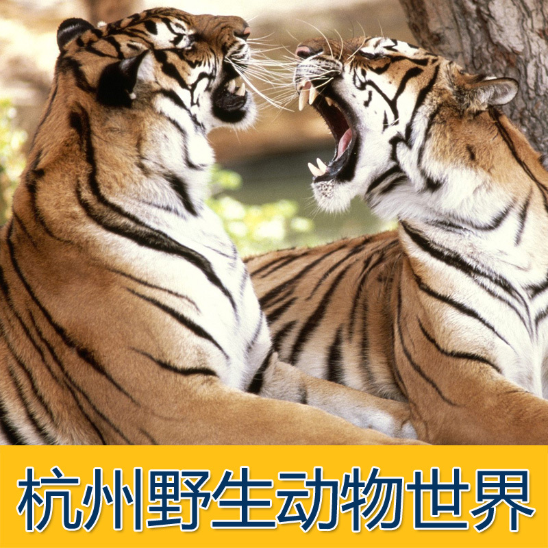 6 seconds The ticket Hangzhou Wildlife Park admission ticket Wild animal World 21 adult Parenting family Packagesin the Attraction tickets/Live performance/Theme Parks , Domestic Ticketing category - from Buy2taobao.com to provide professional Taobao agent buy service