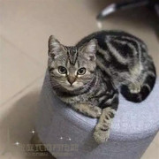 出售美短活体幼猫美国短毛猫幼崽纯种美短标斑宠物猫银虎斑美短g
