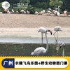 广州长隆飞鸟乐园门票，+广州长，隆野生动物世界动物园门票2天2园票