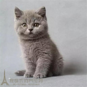 宠物猫英国短毛猫幼猫纯种英短折耳猫蓝猫幼猫活体萌宠小猫出售p