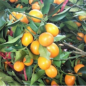 适合在阳台种的水果盆栽水果可吃四季室内金桔盆栽带果室内四
