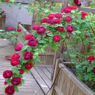 庭院阳台植物蔷薇花苗藤本月季大苗爬藤盆栽玫瑰欧月爬墙攀援花卉