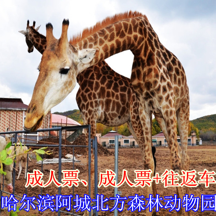 哈尔滨动物园门票 阿城北方森林动物园门票 动物园自驾游 直通车在类目 景点门票/实景演出/主题乐园, 境内周边游, 境内玩乐套餐中 - 来自Buy2taobao.com提供专业的淘宝代购服务