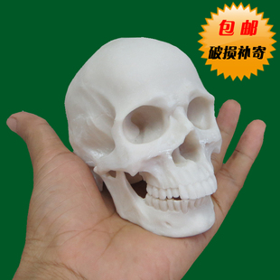 1 2树脂骷髅头绘画 人头骨艺用人体肌肉骨骼解剖头骨模型美术