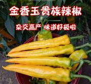 金香玉黄色羊角椒种子辣椒种子 观赏蔬果种子 杂交高产抗病