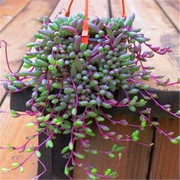 多肉植物紫玄月吊兰佛珠花卉盆栽办公室绿植防辐射珍珠吊兰