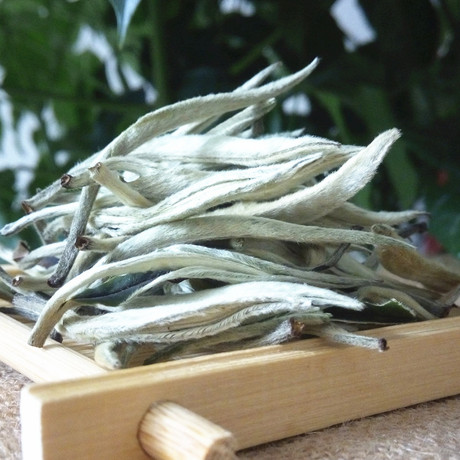 大白毫普洱