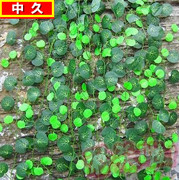 居家室内果藤假花铜钱草植物藤条，蔓管道装饰塑料，绿色假树叶套装