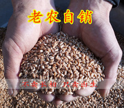 宁夏农民家自种新小麦粒 用来磨面粉带皮粗杂粮500g多件