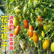 花生柿子番茄种子苗孑小西红柿种籽秧四季圣女果蔬菜果苗蕃茄树