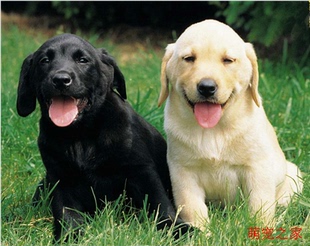 拉布拉多幼犬纯种活体大型犬中型犬金毛，阿拉斯加萨摩耶宠物狗狗